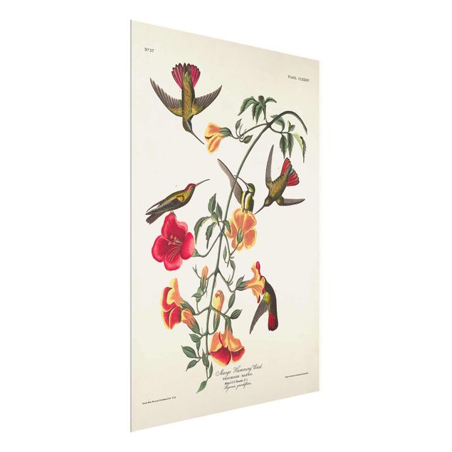 quadros de flores Vintage Board Mango Hummingbirds