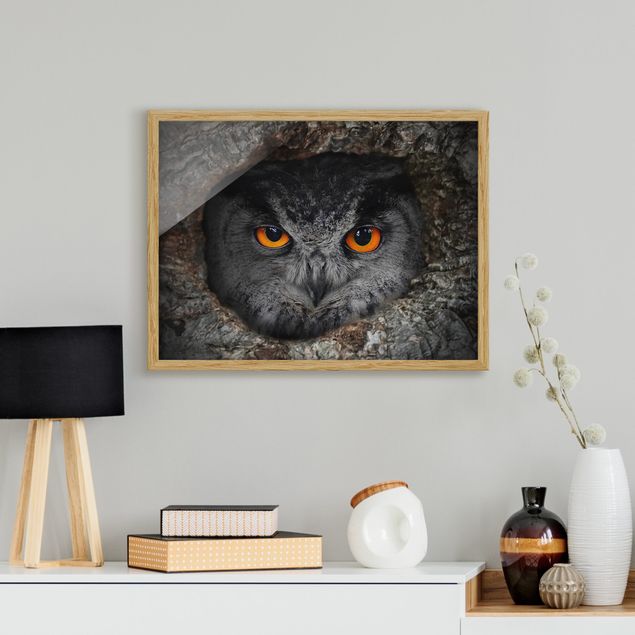 Quadros com moldura abstratos Watching Owl
