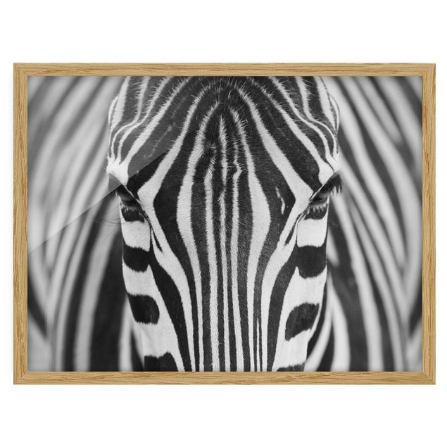 Quadros com moldura animais Zebra Look