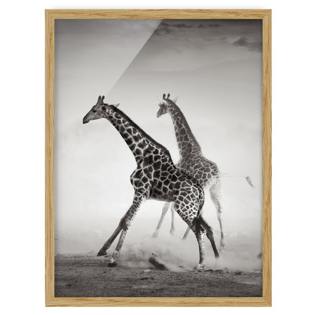 Quadros com moldura animais Giraffe Hunt