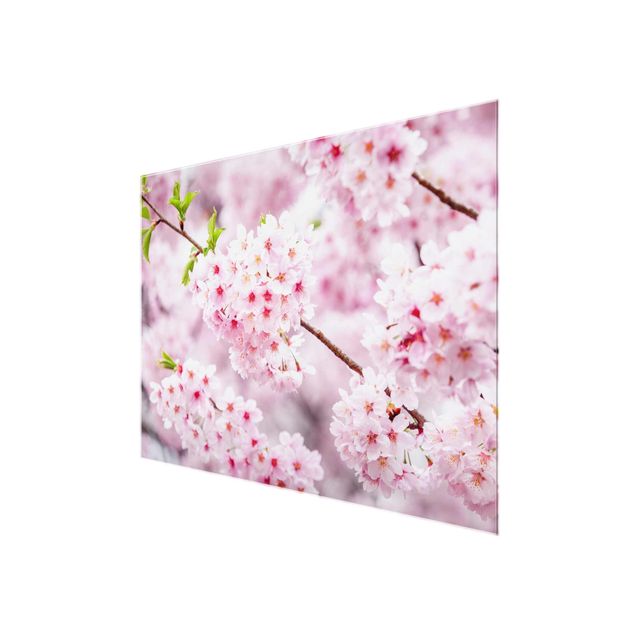 Quadros rosas Japanese Cherry Blossoms