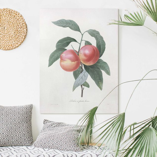 decoraçoes cozinha Botany Vintage Illustration Peach