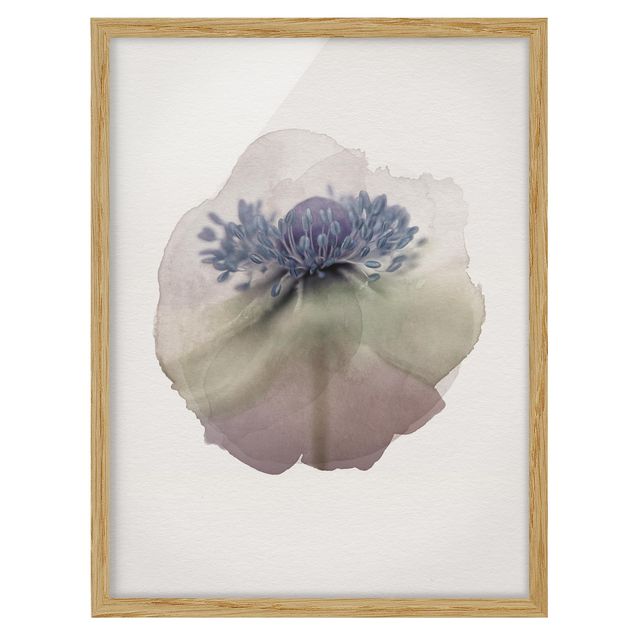 quadro com flores WaterColours - Anemone In Violet
