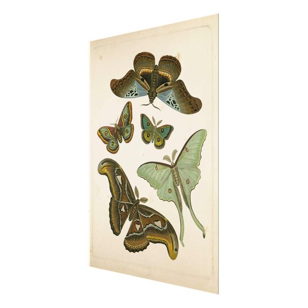 Quadros em marrom Vintage Illustration Exotic Butterflies II