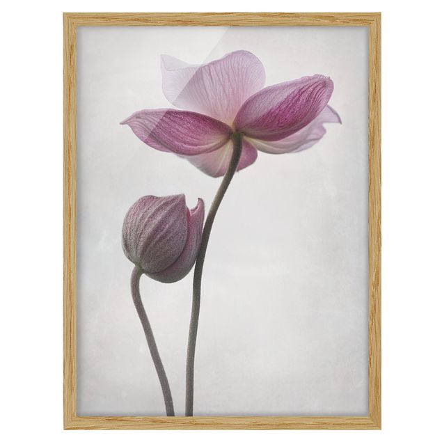quadros de flores Anemone In Light Pink