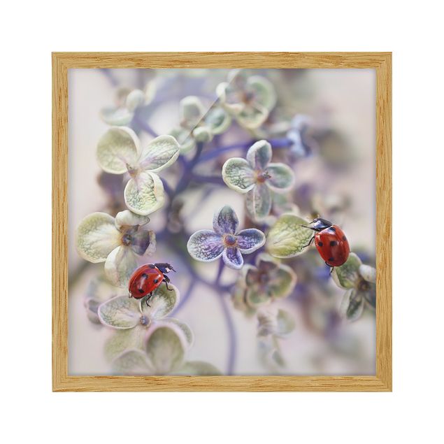 quadro com flores Ladybird In The Garden