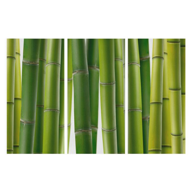 quadros de paisagens Bamboo Plants