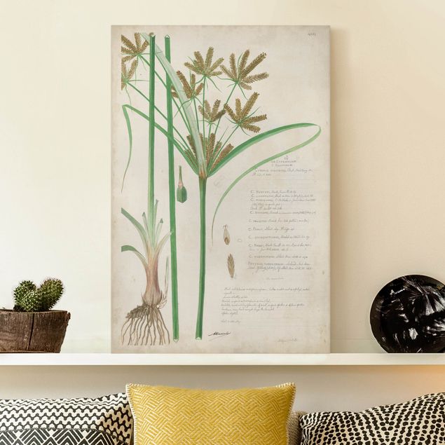 Telas decorativas gramíneas Vintage Botany Drawing Grasses I