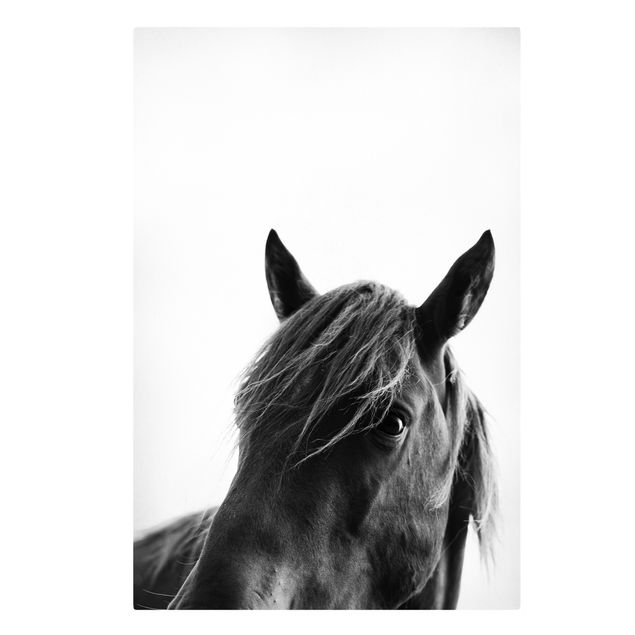 Telas decorativas em preto e branco Curious Horse