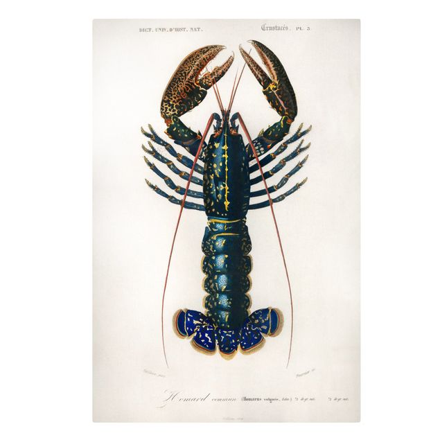 quadro azul Vintage Board Blue Lobster