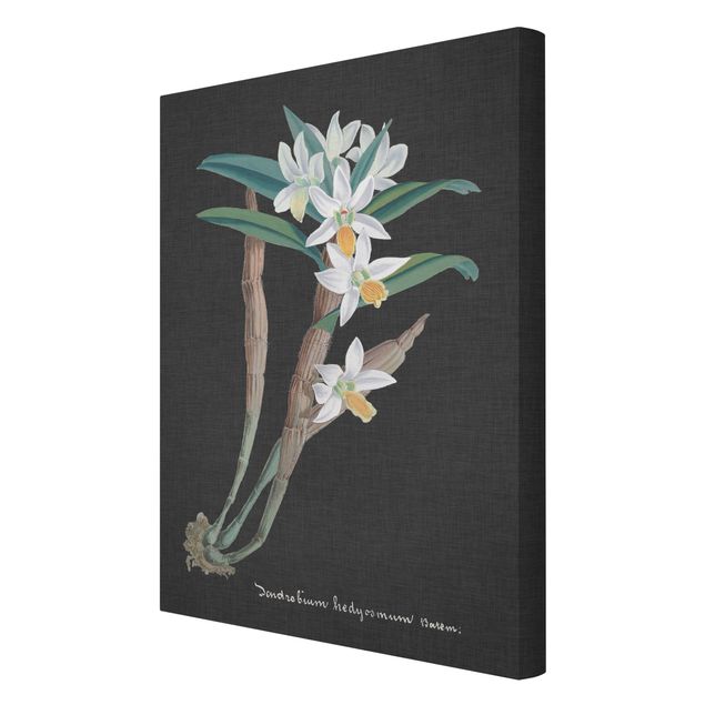 quadro com flores White Orchid On Linen I