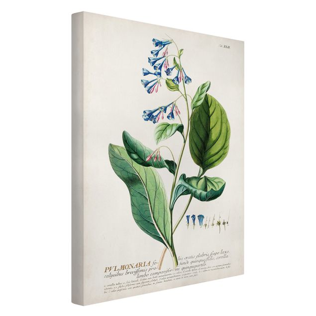 Quadros florais Vintage Botanical Illustration Lungwort