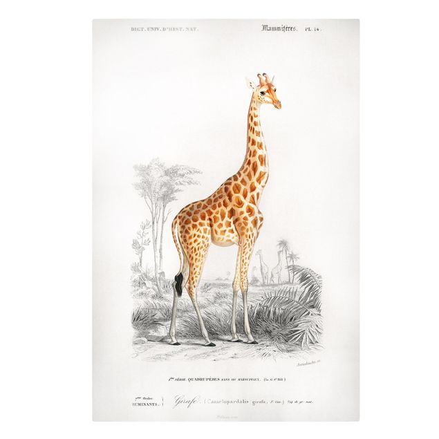 Telas decorativas animais Vintage Board Giraffe