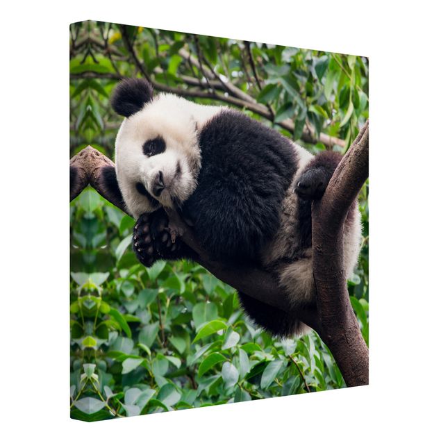 quadro com paisagens Sleeping Panda On Tree Branch