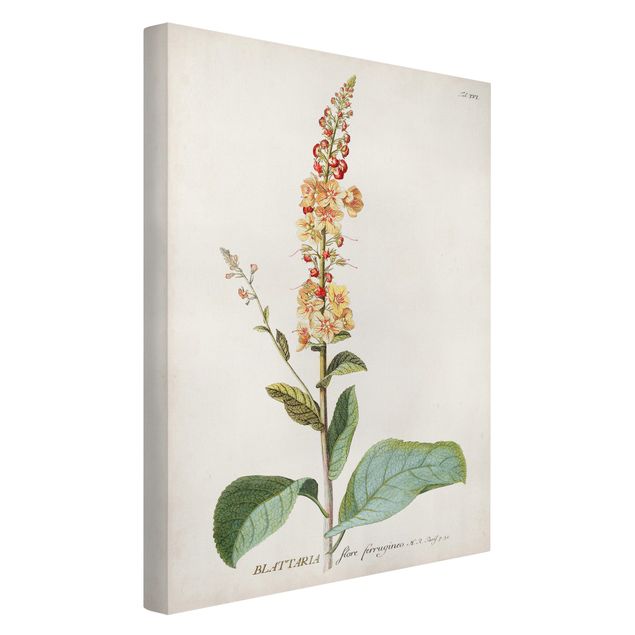 quadro com flores Vintage Botanical Illustration Mullein
