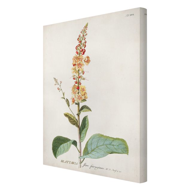 Quadros decorativos Vintage Botanical Illustration Mullein