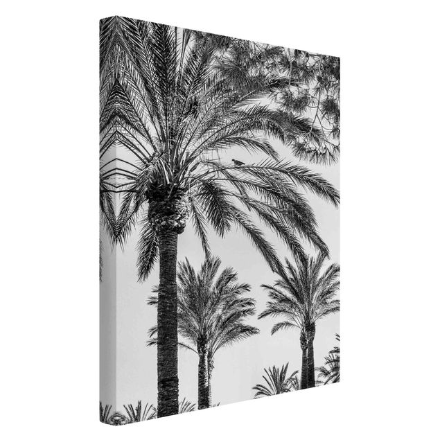 Telas decorativas em preto e branco Palm Trees At Sunset Black And White