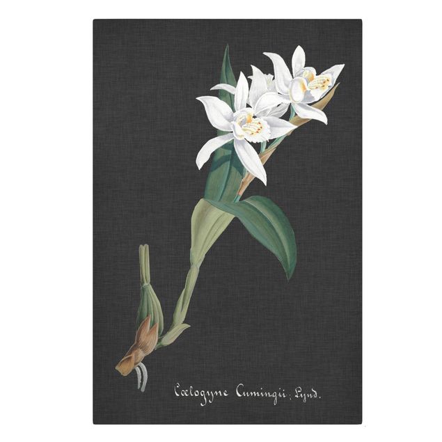 Quadros florais White Orchid On Linen II