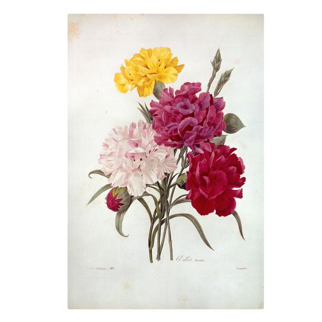 quadros flores Pierre Joseph Redoute - Cloves