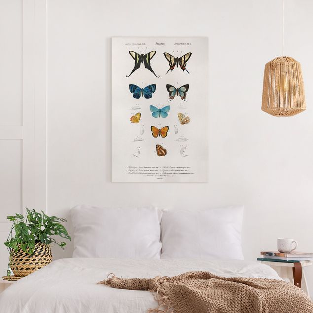 Telas decorativas borboletas Vintage Board Butterflies I
