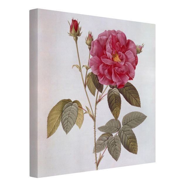 Telas decorativas flores Pierre Joseph Redoute - Apothecary's Rose