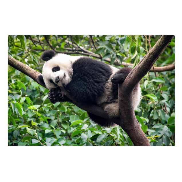 Quadros selva Sleeping Panda On Tree Branch