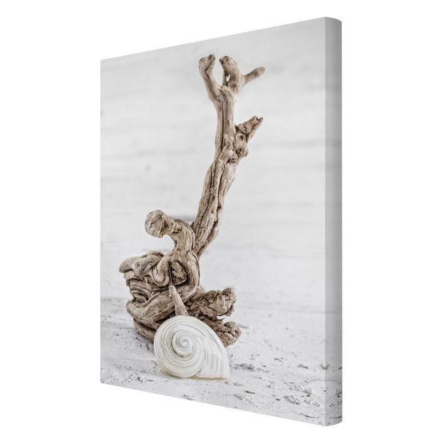 Telas decorativas paisagens White Snail Shell And Root Wood