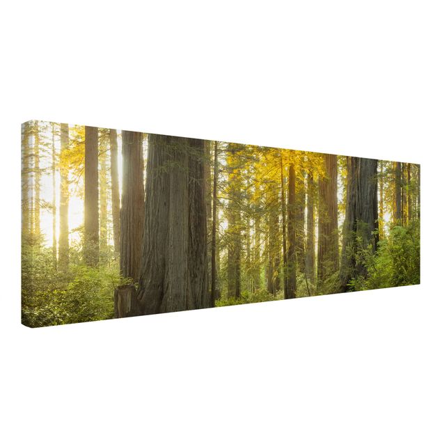 Telas decorativas paisagens Redwood National Park