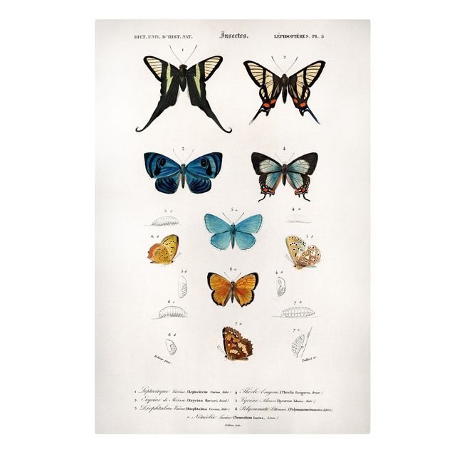 Telas decorativas animais Vintage Board Butterflies I