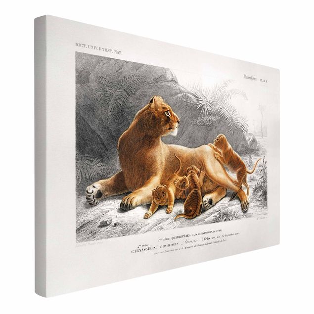 Quadros leões Vintage Board Lioness And Lion Cubs