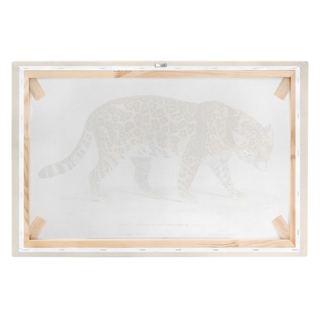 Telas decorativas animais Vintage Board Jaguar