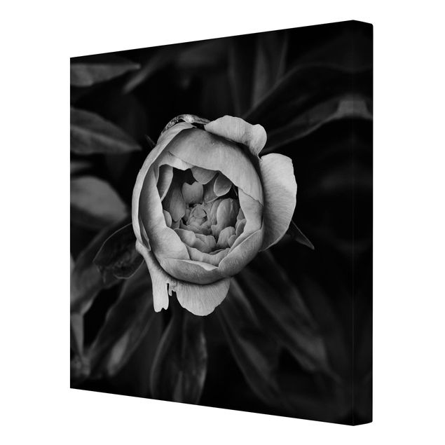 quadros em preto e branco Peonies In Front Of Leaves Black And White