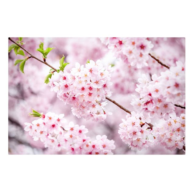 Telas decorativas cidades e paisagens urbanas Japanese Cherry Blossoms
