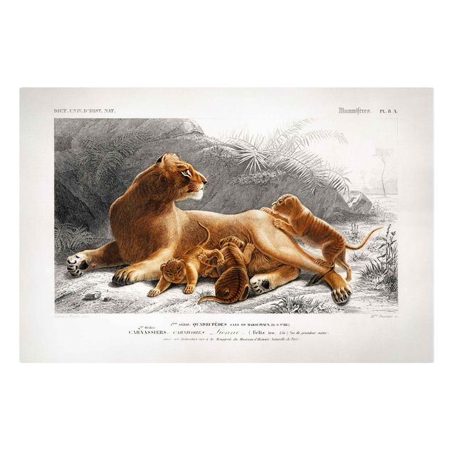 Telas decorativas África Vintage Board Lioness And Lion Cubs