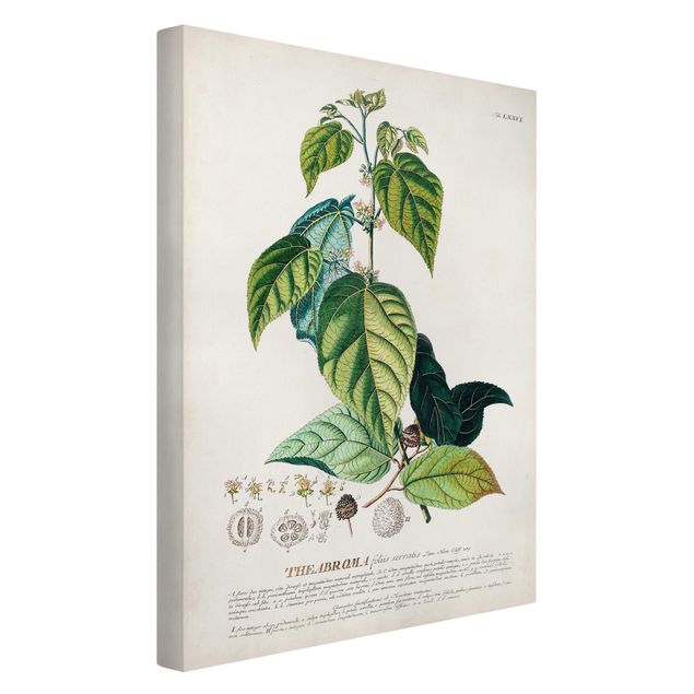 quadro com flores Vintage Botanical Illustration Cocoa
