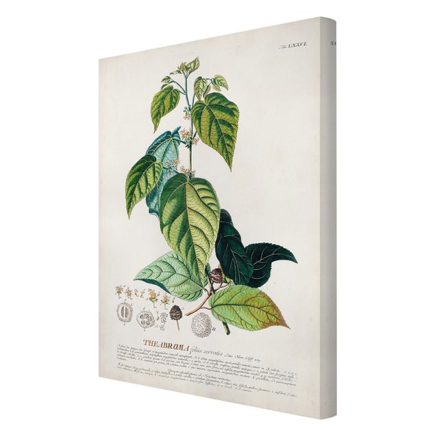 Quadros decorativos Vintage Botanical Illustration Cocoa