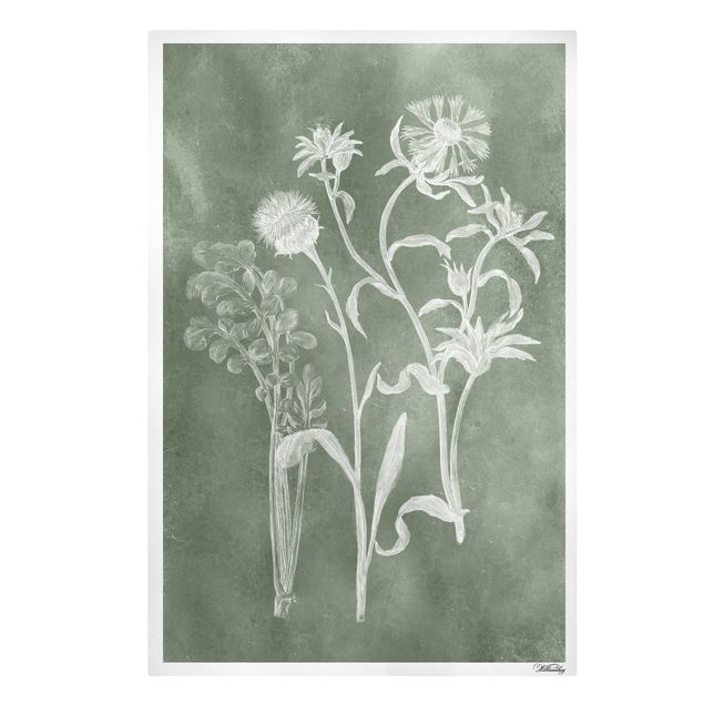 Telas decorativas temperos e ervas aromáticas Vintage Illustration Sage II
