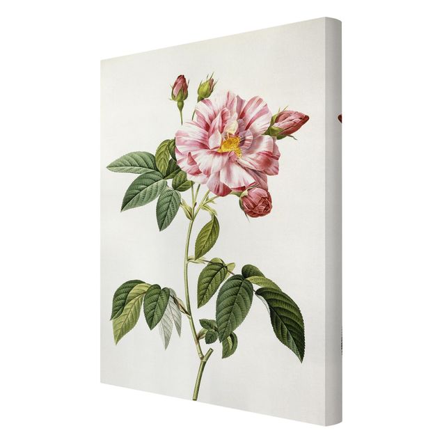 quadros flores Pierre Joseph Redoute - Pink Gallica Rose