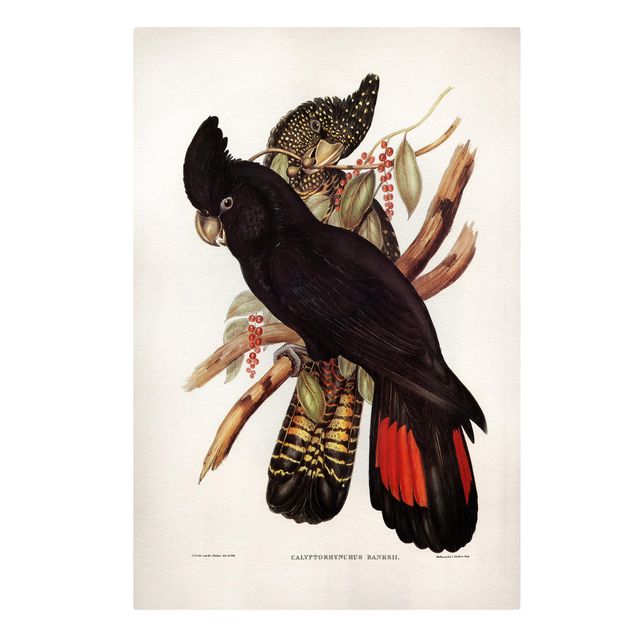 quadro com flores Vintage Illustration Black Cockatoo Black Gold