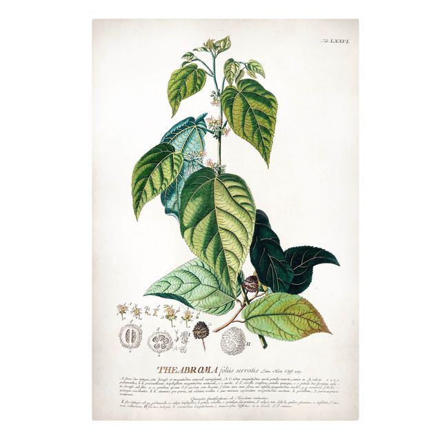 Quadros verdes Vintage Botanical Illustration Cocoa
