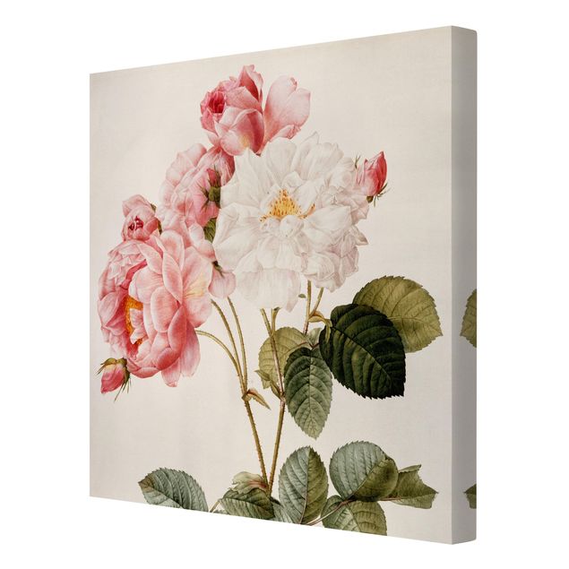 quadros flores Pierre Joseph Redoute - Pink Damascena