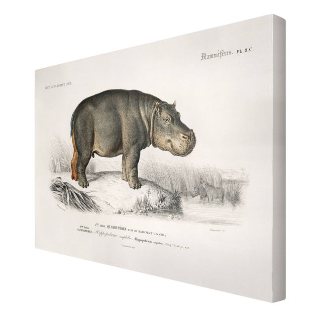 Telas decorativas paisagens Vintage Board Hippo