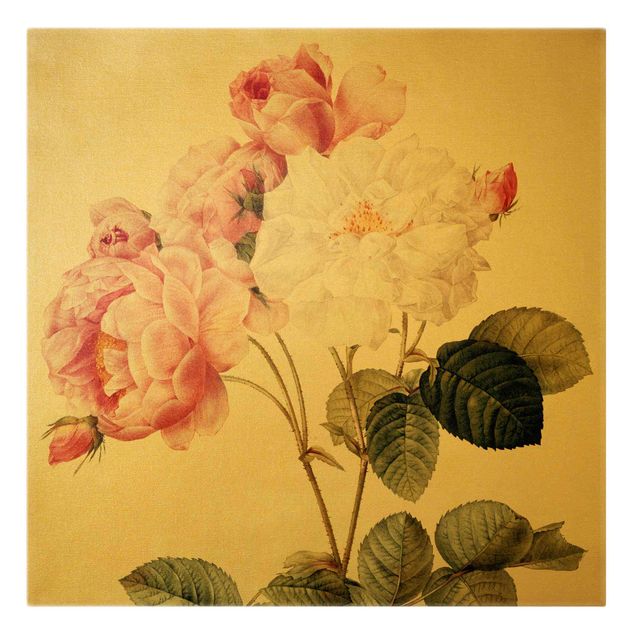 Quadros florais Pierre Joseph Redoute - Rosa Damascena