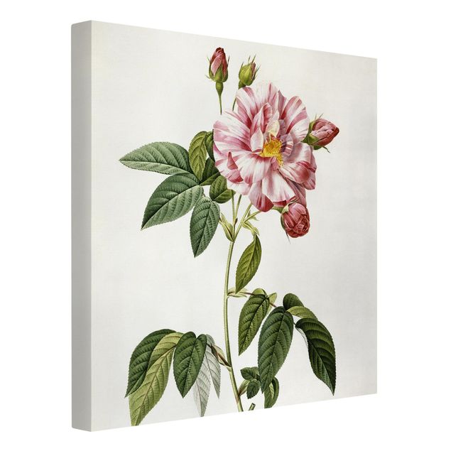 Telas decorativas flores Pierre Joseph Redoute - Pink Gallica Rose
