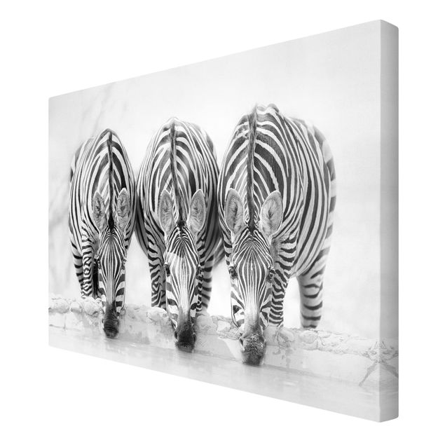 quadros decorativos para sala modernos Zebra Trio In Black And White