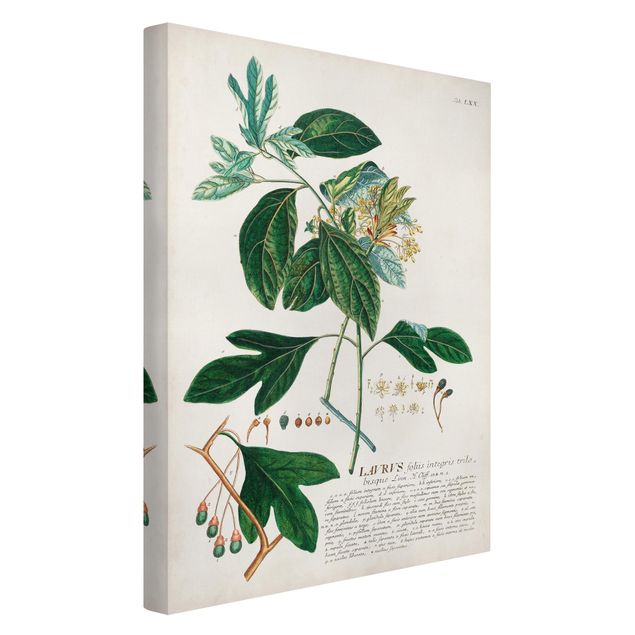 Quadros florais Vintage Botanical Illustration Laurel