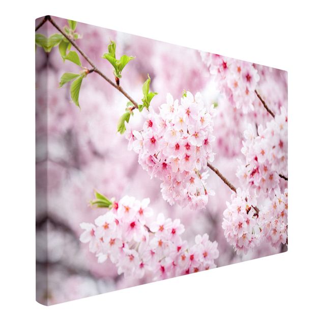 Telas decorativas flores Japanese Cherry Blossoms