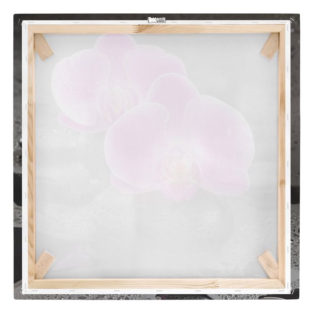 Quadros florais Pink Orchid Flower On Stones With Drops