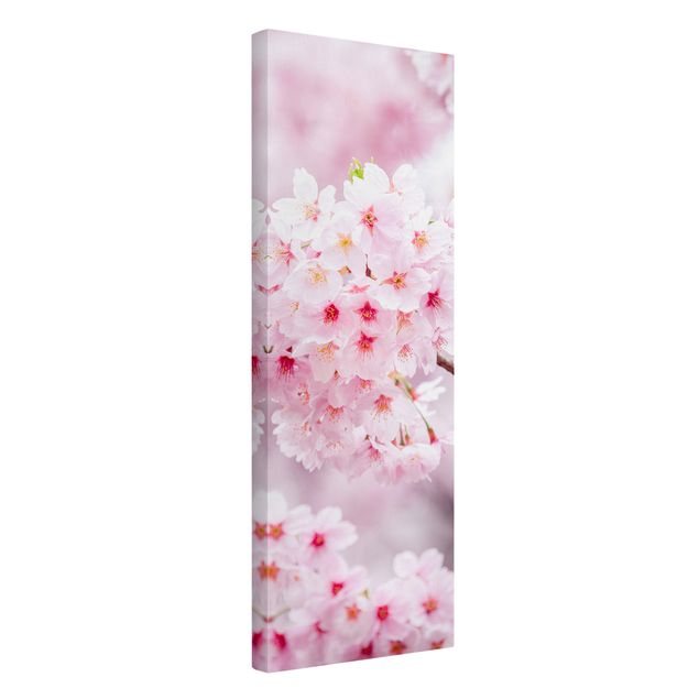 Telas decorativas flores Japanese Cherry Blossoms