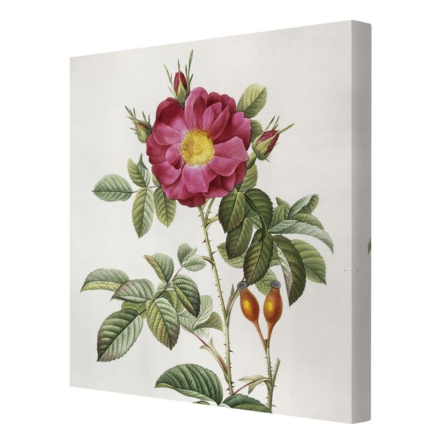 quadros de flores Pierre Joseph Redoute - Portland Rose